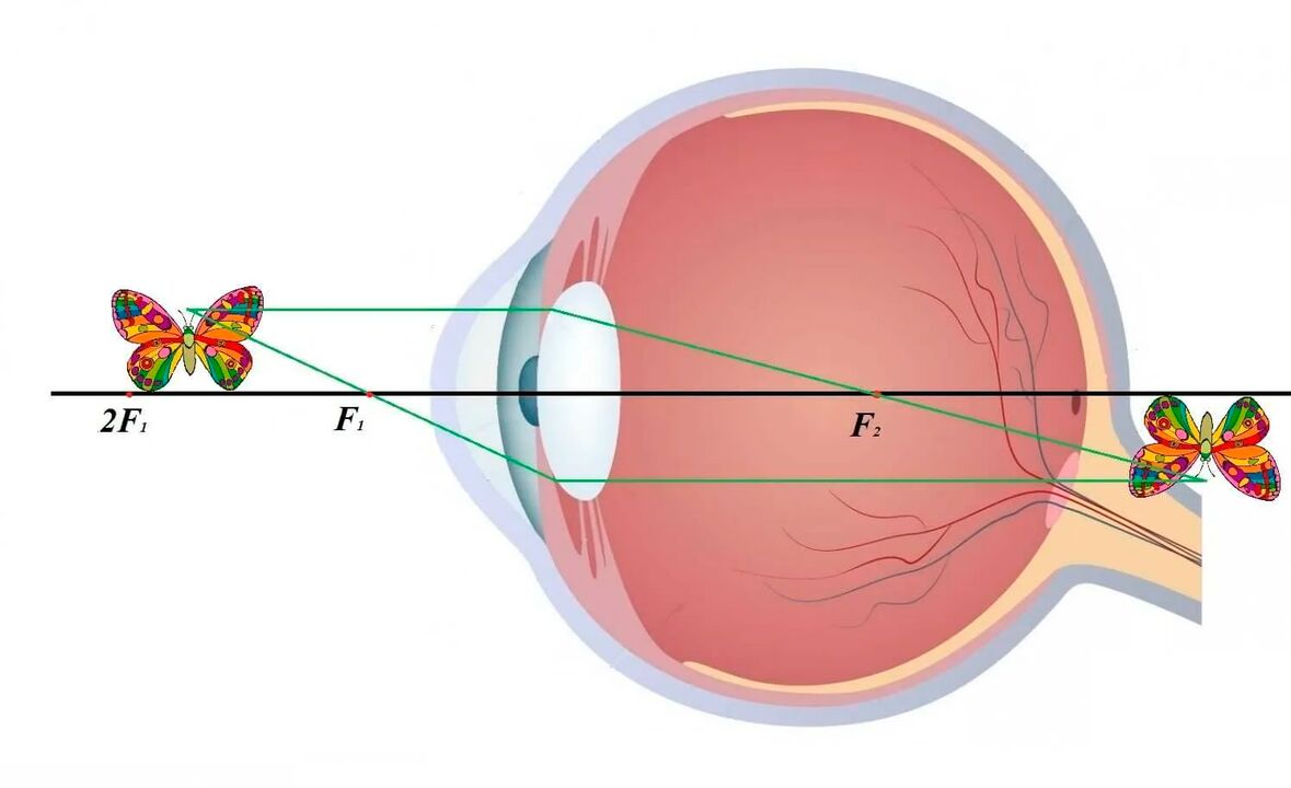 Diagramm des visuellen Systems